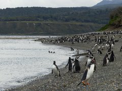 Eine Pinguinkolonie auf der Insel Martillo bei Ushuaia