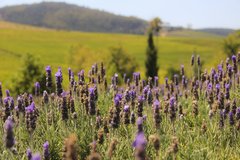 Feld mit Lavendel auf der Stellenbosch Farm in Südafrika