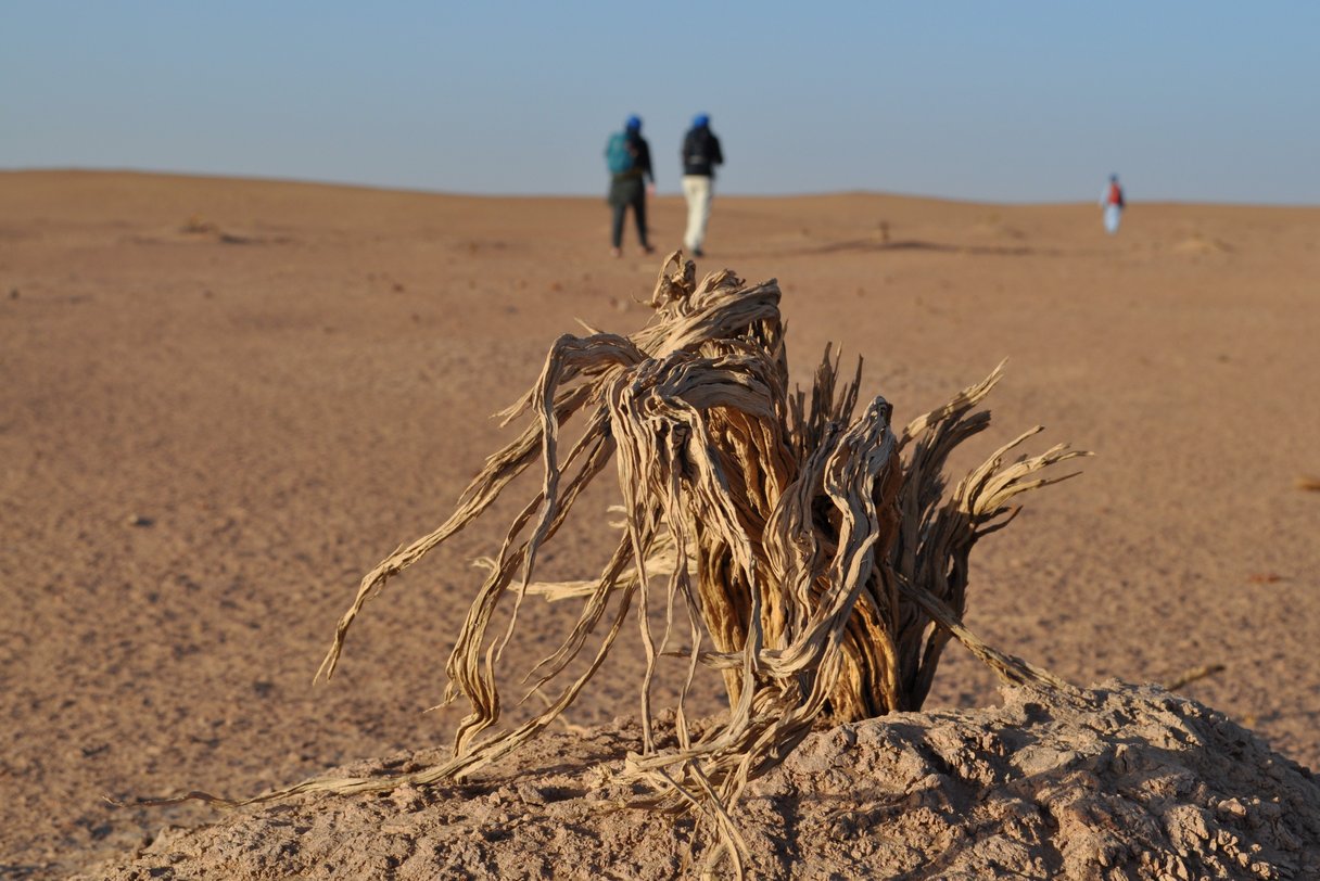 Trockener Strauch in der Wüste