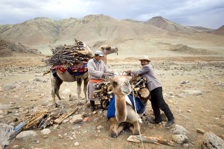 Schöne Begegnungen mit dem lokalen Begleitteam und Kamel in der Westmongolei