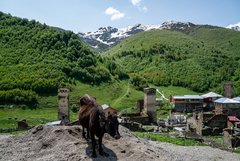 Kuh vor den Wehrtürmen von Uschguli in Swanetien