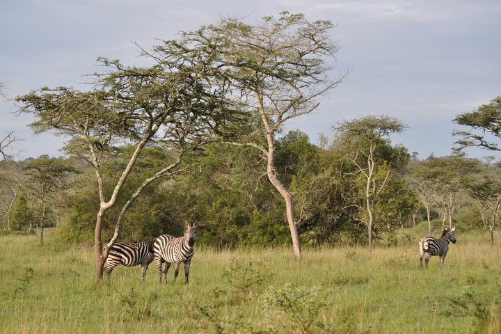 Zebra im Mburo Nationalpark in Uganda