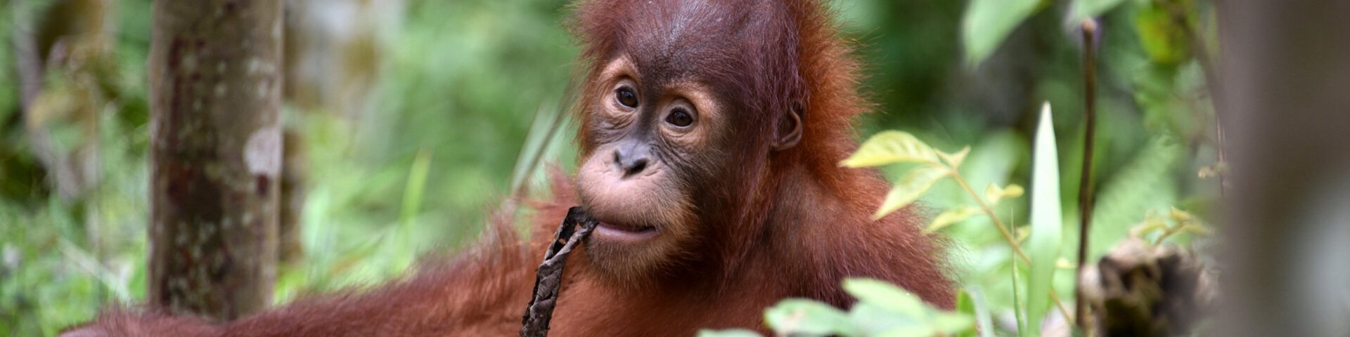 Sumatra-Orang-Utan