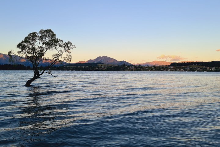 Wanaka Tree mit Panorama in Neuseeland