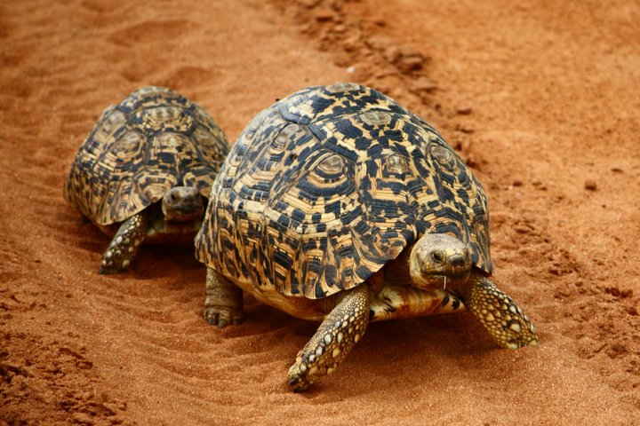 Schildkröten Familie