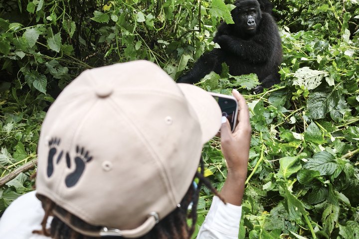 Eine Frau fotografiert einen Berggorilla