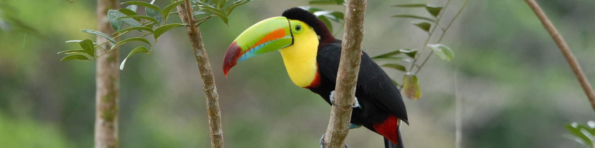 Tucan im Dschungel von Costa Rica