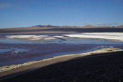 Flamingos in einer Lagune im Süden Boliviens