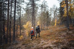 Zwei Wanderer unterwegs im Herbswald in Lappland