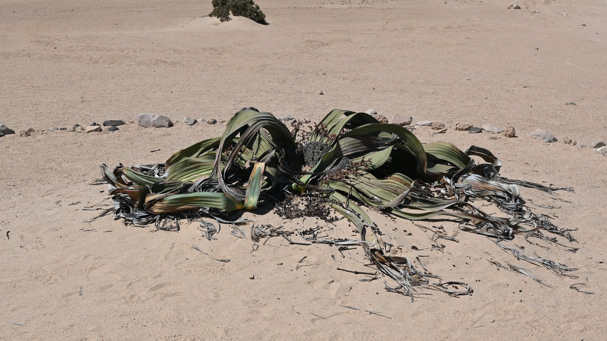 Welwitschia