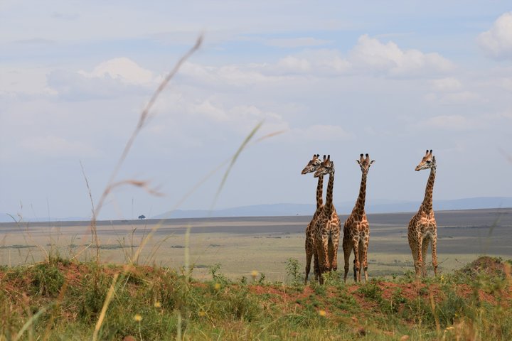 Drei Giraffen in Kenia