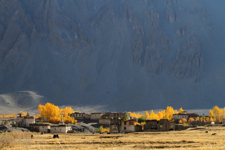 Zur Erntezeit im Markha Tal - Ladakh
