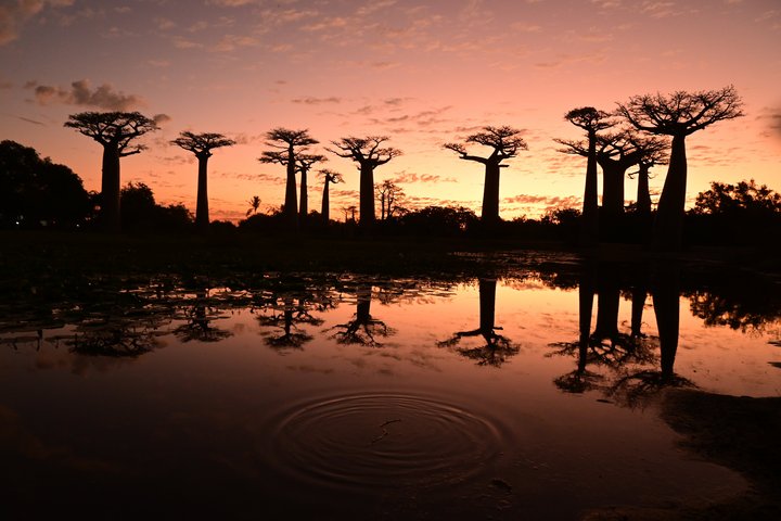 Sonnnuntegang Baobab-Allee auf Madagaskar