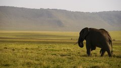 Einzelner Elefant in Tansania