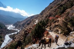 Begegnung auf dem Weg nach Tengboche in Nepal
