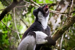Indri-Lemur in Madagaskar
