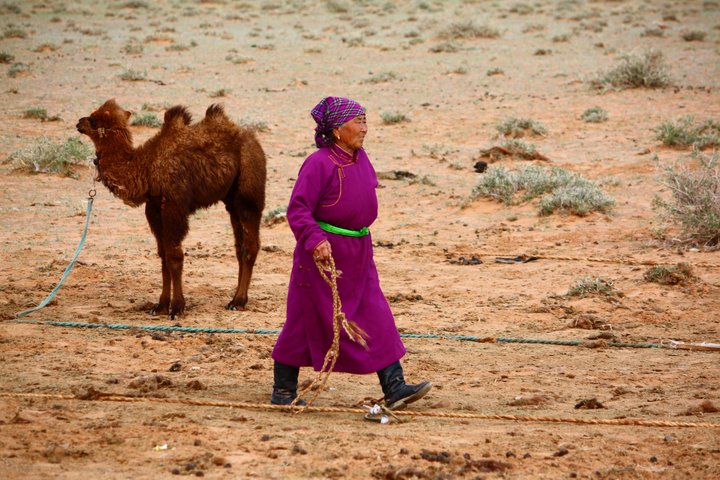Freundliche Kamelzüchterin mit einem Jungtier in der Mongolei