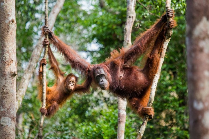 Eine Orang-Utan Mutter mit ihrem Jungen im Regenwald von Malaysia