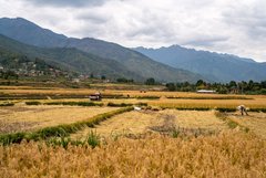 Bhutaner bei der Reisernte im Tal von Paro