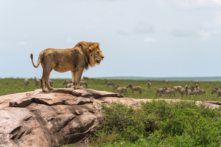 Löwe auf Felsen mit Zebras im Hintergrund in Tansania