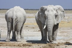 Zwei Elefanten, einer von vorne und einer von hinten