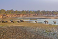 Elefantenherde im South Luangwa-Nationalpark