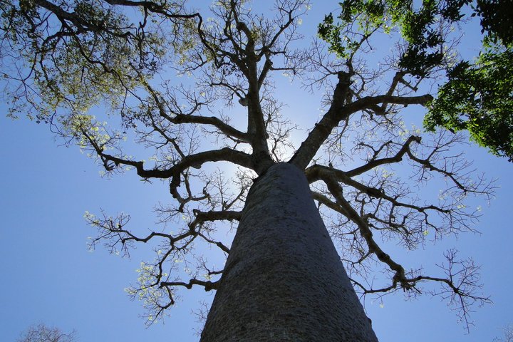 Baobab-Baum mit einem mächtigen Stamm auf Madagaskar