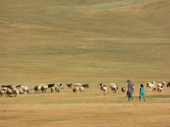 Schöne Begegnungen mit lokalen Nomad*innen mit Ziegenherde in der Westmongolei