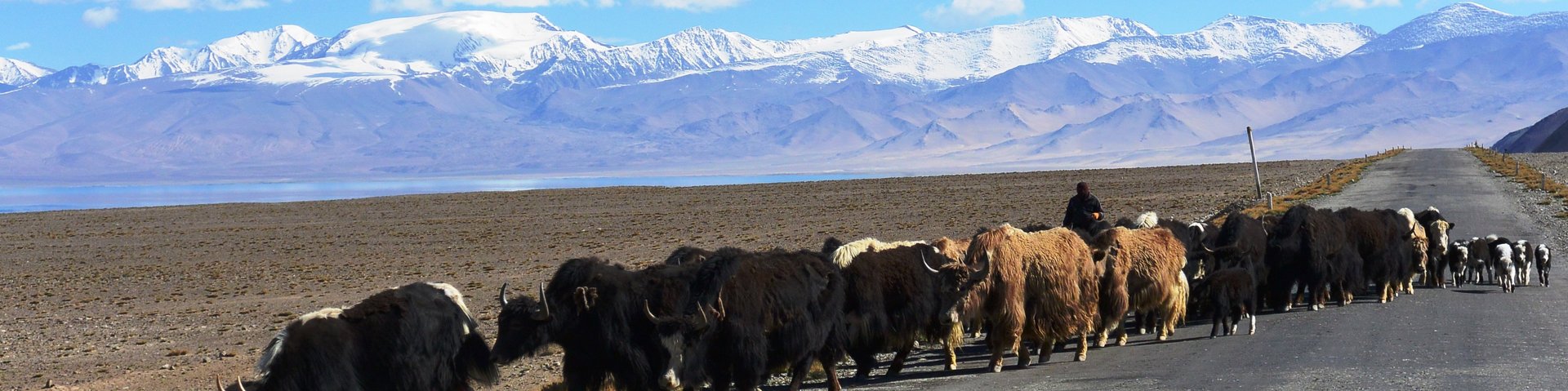 Yakherde auf dem Pamir Highway