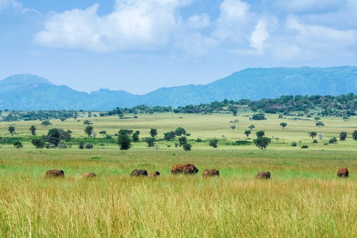 Elefantenherde im Kidepo Nationalpark