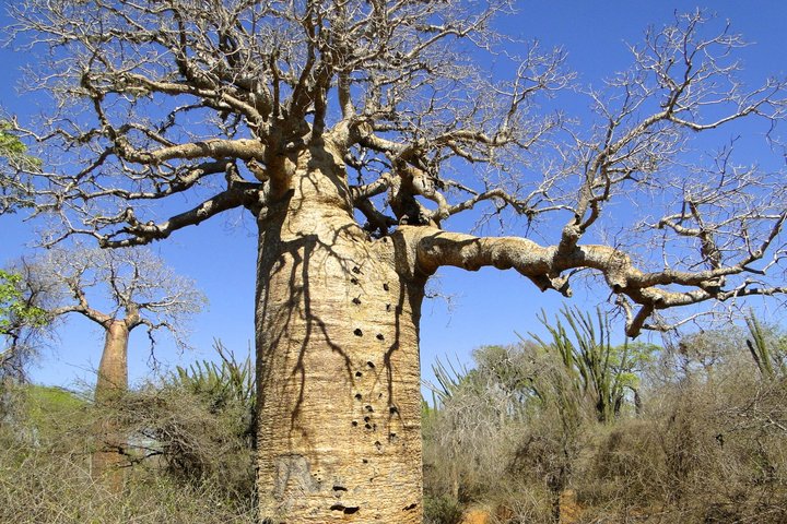 Baobab im Trockenwald von Madagaskar