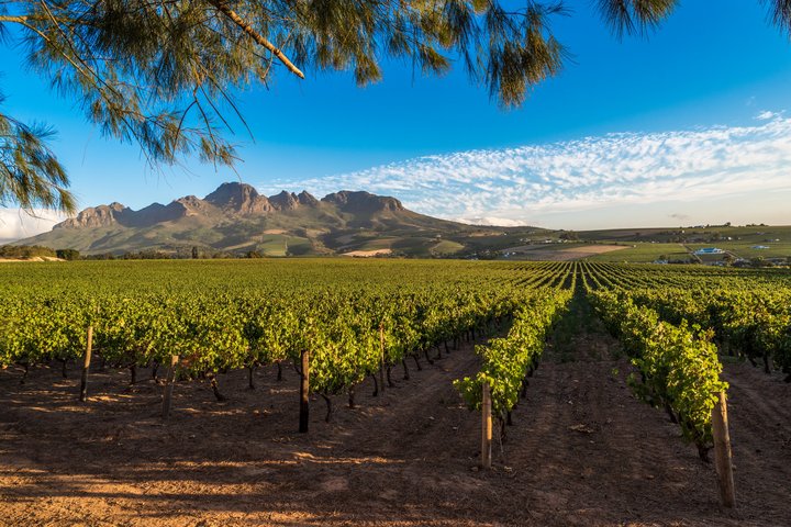 Rebberge in der Region Cape Wineland