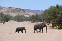 Zwei Wüstenelefanten in Namibia 