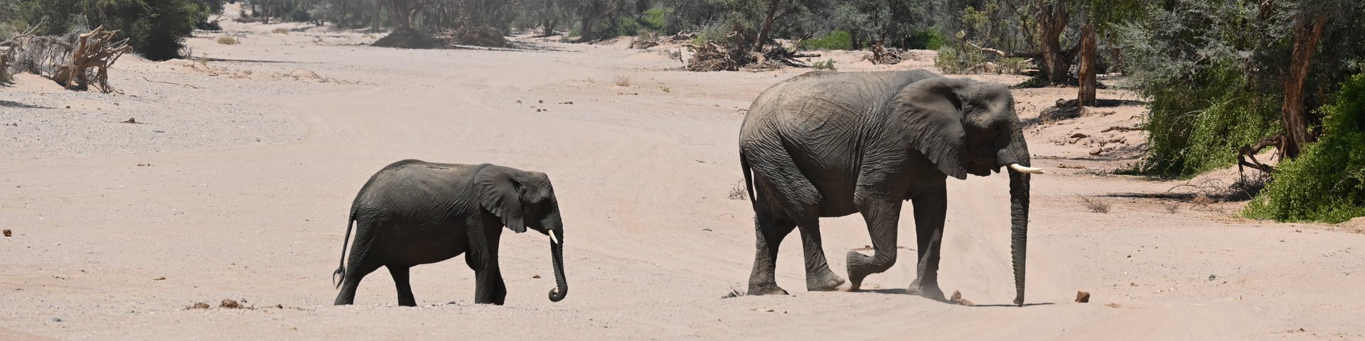 Zwei Wüstenelefanten in Namibia Zwei Wüstenelefanten in Namibia