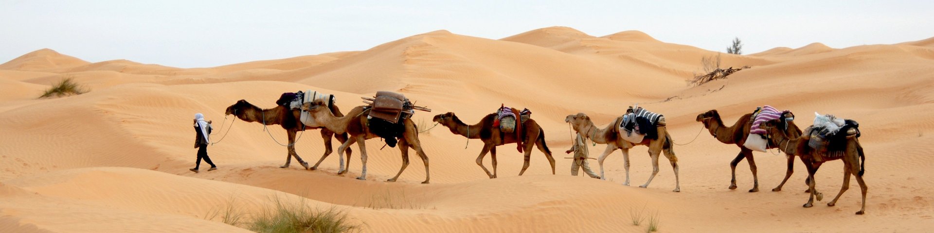 Kamelkarawane schreitet durch die Sanddünen der Sahara in Tunesien