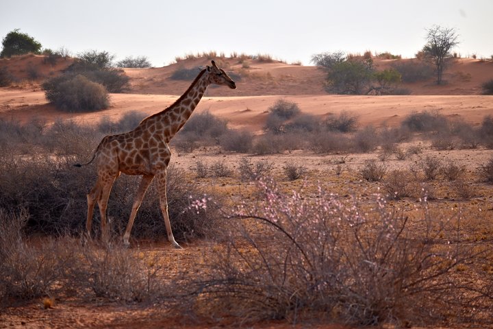 Giraffe