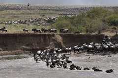 Gnus überqueren einen Fluss während der grosse Migration der Tiere
