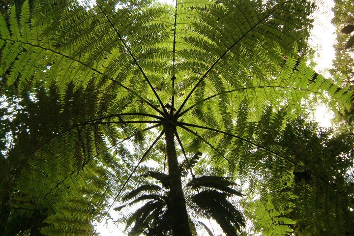 Palme im Dschungel von Costa Rica