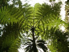 Palme im Dschungel von Costa Rica
