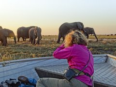Touristin fotografiert eine Herde Elefanten aus nächster Nähe