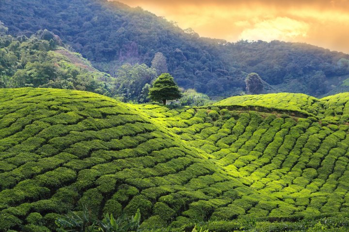 Hübsche grüne Teehügel in den Bergen von Darjeeling