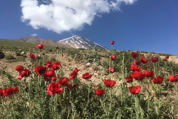 Blumen am Mount Damavand