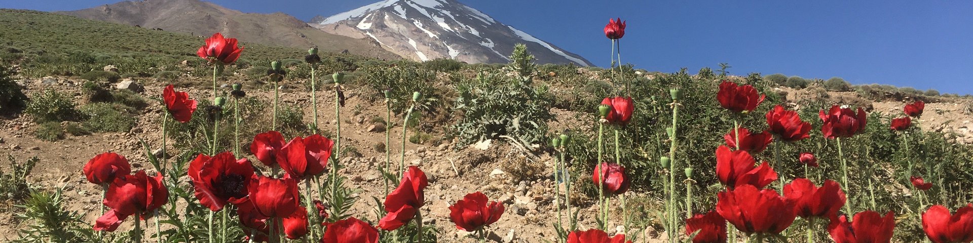 Blumen am Mount Damavand