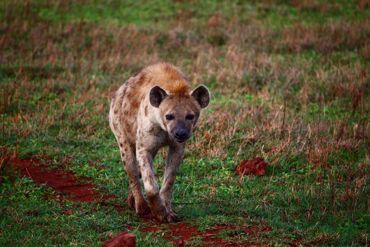 Tüpfelhyäne im Ngorongoro-Krater