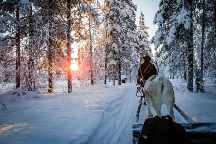 Ein Sami schreitet mit seinem Rentier durch den verschneiten Wald von Lappland