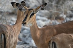 Impala