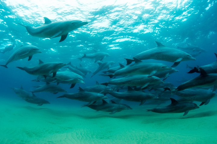 Delfinbegegnung in Ponta do Ouro Delfinbegegnung in Ponta do Ouro in Mosambik