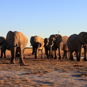 Die Elefanten-Route – Auserlesene Lodge-Safari