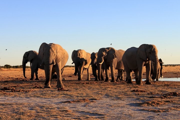 Eine Gruppe von Elefanten in Botswana