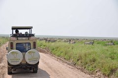 Tanzania-Experience Safari-Auto mit Zebras